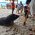Pig's Island