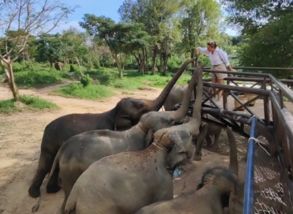 Слоновий заповедник Elephant Kingdom (1).jpg